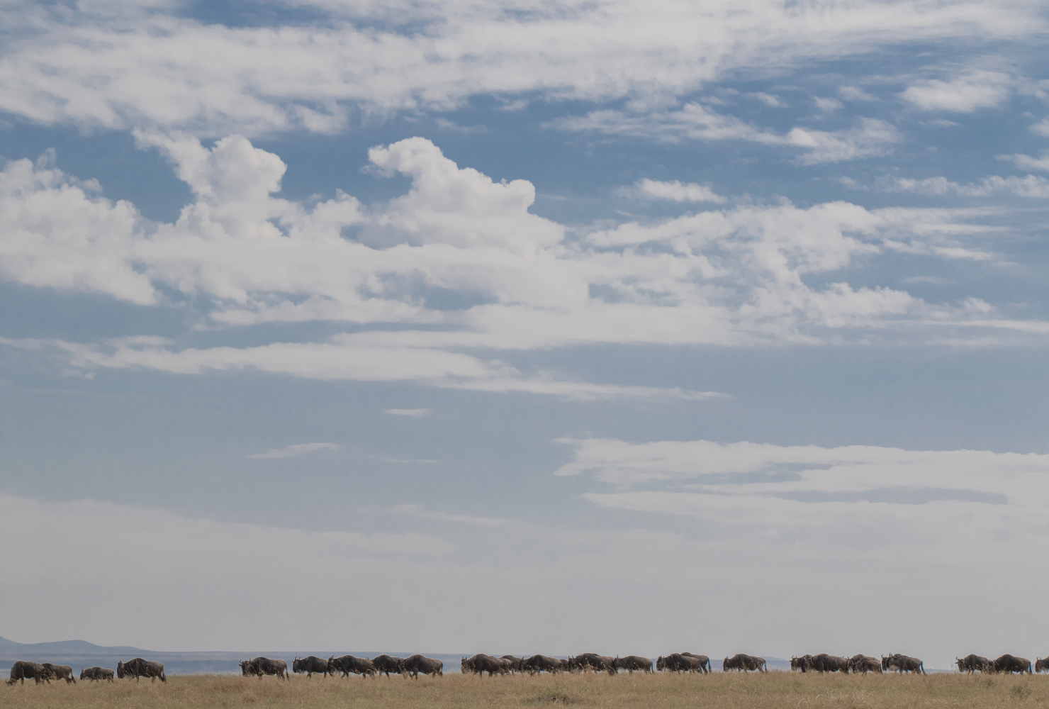 World Safari Day - Guyo Adhi